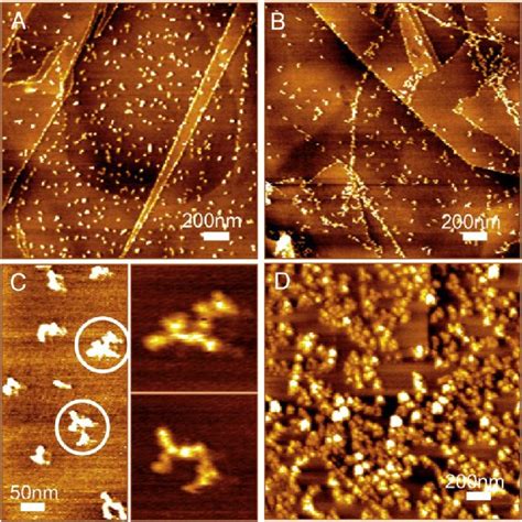 AFM Images Of A B Spm And C Spd Modified HOPG Electrode Obtained