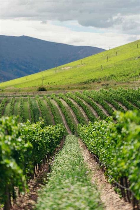 What's so special about Cloudy Bay? | New Zealand Wine