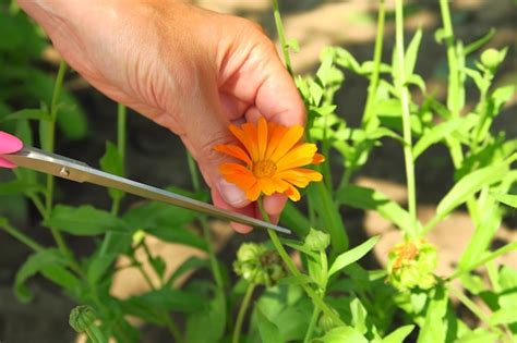 Uma Mulher Coleta Cal Ndula De Plantas Medicinais Para Colher Flores De