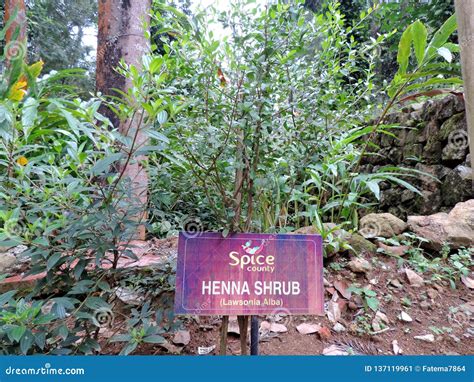 Lawsonia Inermis Plantation In Spice Garden In Munnar Kerala India Editorial Photo Image Of