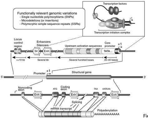 1. Gene organization, transcriptional control region, and common... | Download Scientific Diagram