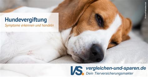 Hunde Vergiftung Symptome Bzw Anzeichen VS