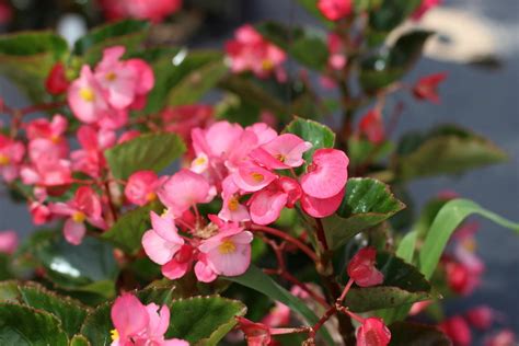 Begonia Big™ Pink with Green Leaf in the Begonias Database - Garden.org