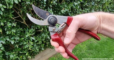 How To Clean Pruning Shears - Sterilize And Clean Your Pruners