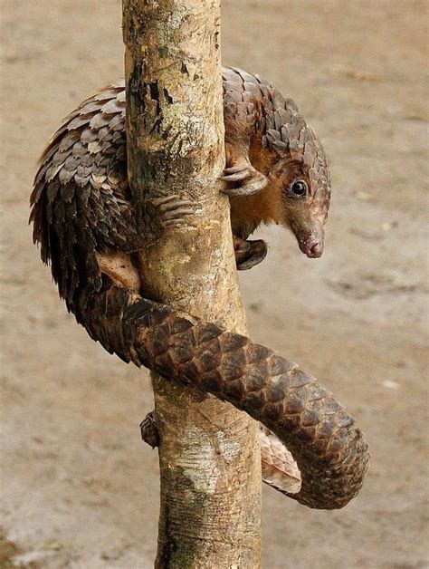 Long-tailed pangolin, is an arboreal pangolin belonging to the family ...