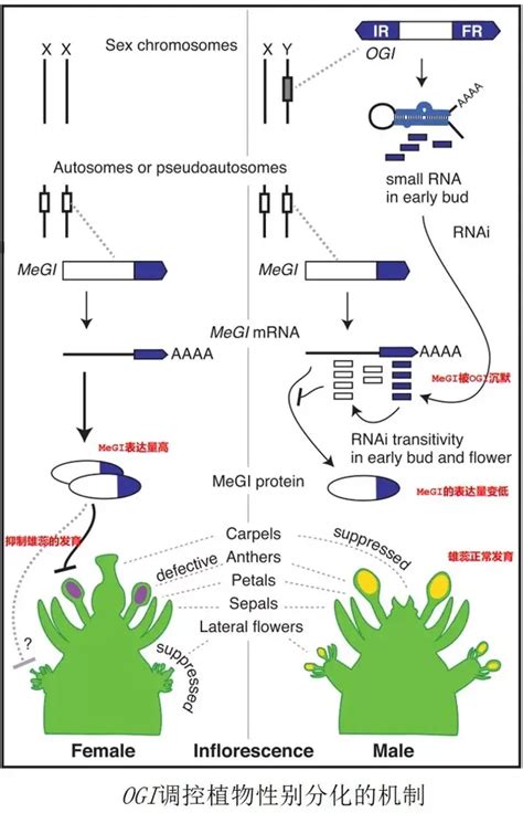 Science经典 表观遗传调控植物的性别分化 知乎