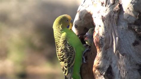 Budgie Nesting (Breeding) Box: Materials, What to Put Inside?