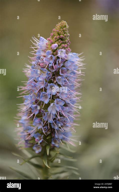 Flora Of Gran Canaria Echium Callithyrsum Blue Bugloss Of