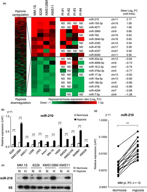 Chronic Hypoxia Induces Microrna Mir 210 Upregulation In Multiple