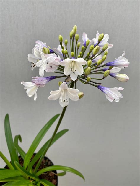 Agapanthus Ever Sparkle Matthijsplantenpaleis