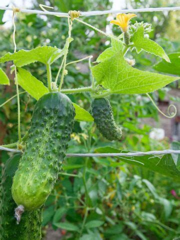 Do Burpless Cucumbers Need A Trellis