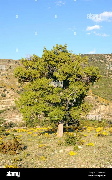 El Roble Portugués Quercus Faginea Es Un árbol Marcescente Nativo De