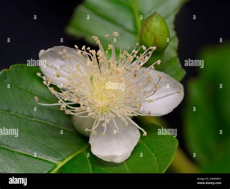 Guava Tree Psidium Guajava Is A Common Tropical Small Tree Cultivated