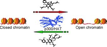 P300 Histone Acetylation