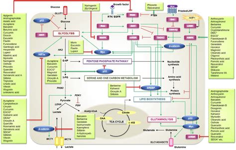 Overview of signaling pathways targeted by phytochemicals . Green and ...