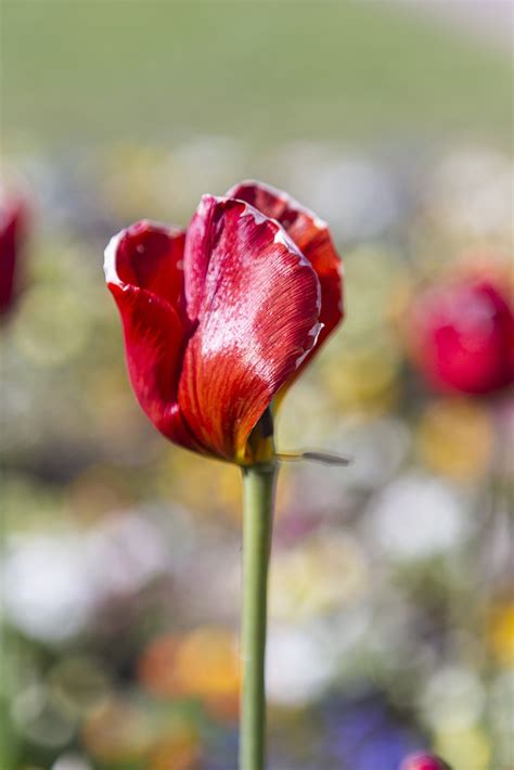 Tulip Merah Bunga Kelopak - Foto gratis di Pixabay - Pixabay