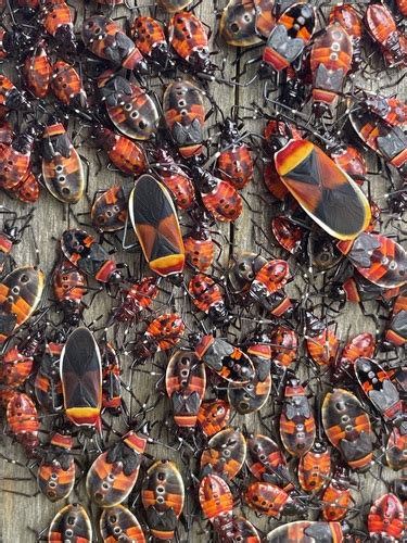 Harlequin Red Bug Dindymus Versicolor INaturalist Guatemala