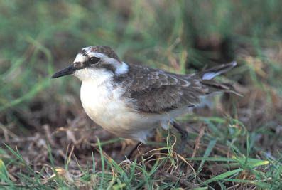 Birds and wildlife of St Helena | Animal habitats, St helena, Wildlife