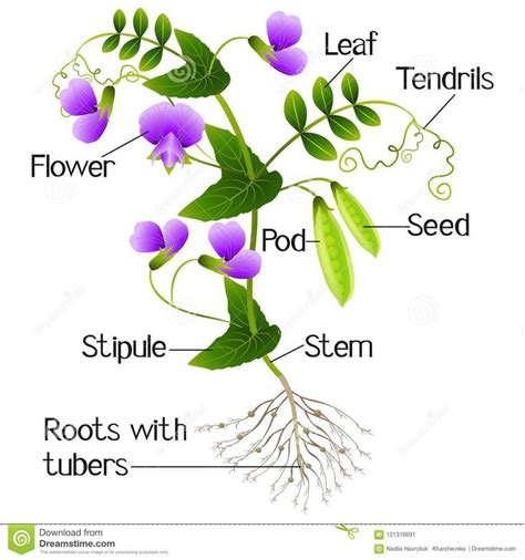 Part of a Pea Plant on a White Background. Stock Vector - Illustration of branch, detail ...