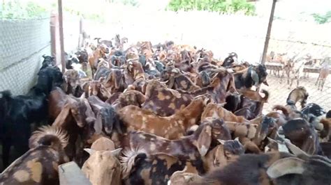 Brown Sirohi Female Goat At Rs Kg In Nagaur Id