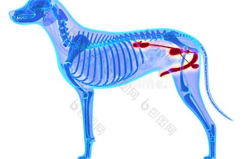 狗泌尿生殖系统犬狼疮熟悉解剖分离图片 包图网企业站