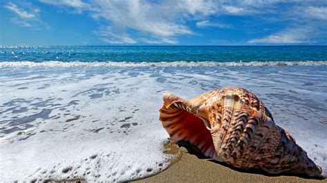 Фото Ракушка, лежащая на песке на берегу моря
