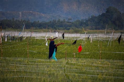 Foto Cara Petani Lhoknga Jaga Padi Dari Serangan Si Pipit Aceh Jurnal