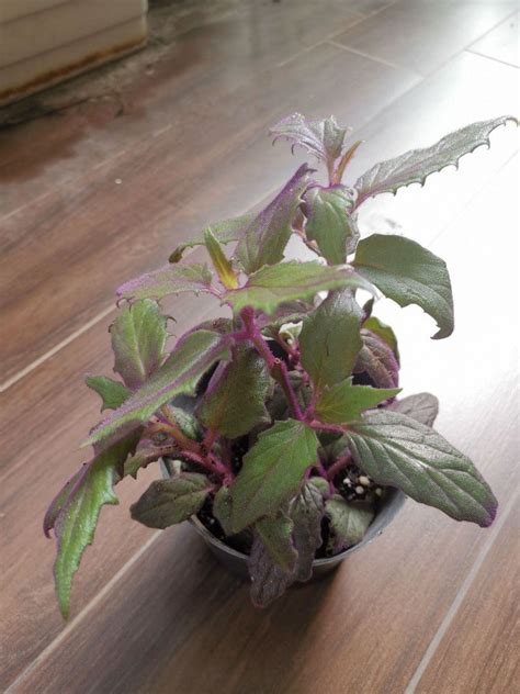 Gynura Aurantiaca Purple Passion Or Velvet Plant Furniture And Home