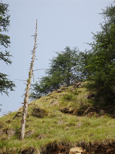 deodar cedar himalayan  photo  pixabay