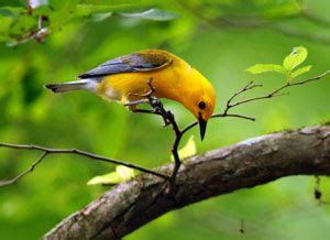 Prothonotary Warbler Range