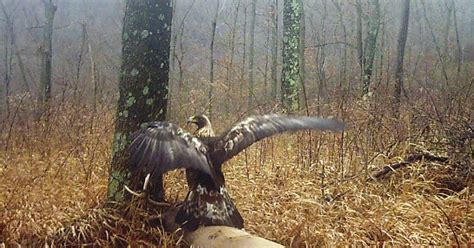 Ohio Birds And Biodiversity Golden Eagles A Rare Beautiful Sight