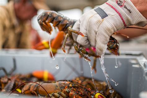 Book A Coastal Lobster Boat Tour Aboard Kylies Chance Or The Classic