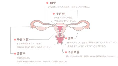 妊活の基本知識：妊娠の仕組みから妊娠しやすいタイミングまで徹底解説！ 三軒茶屋artクリニック