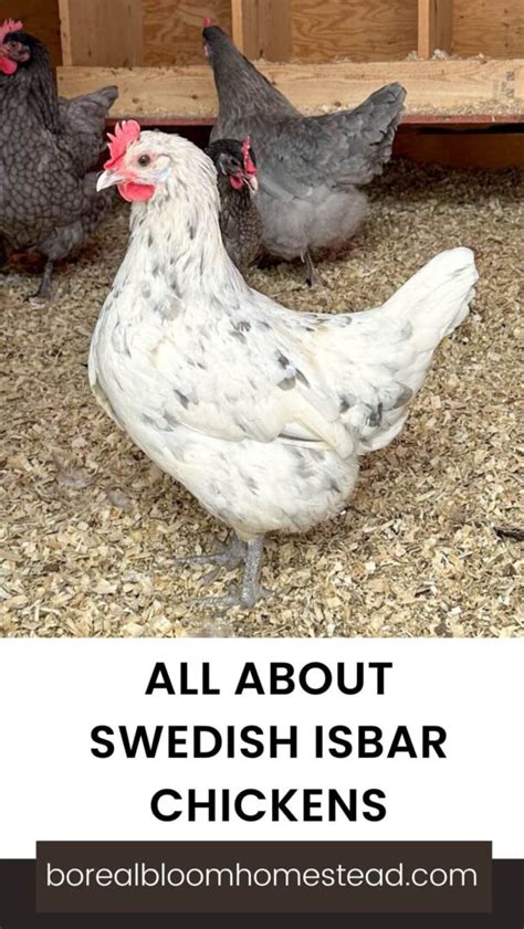 All About Isbar Chickens Silverudd S Blue Boreal Bloom Homestead