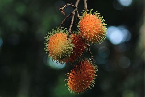 Foto Manfaat Rambutan Menurut Sains