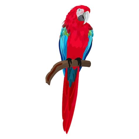 Hermoso Vector De Guacamayo Vector Premium