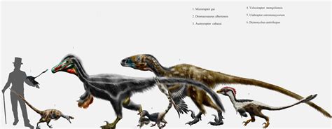 Deinonychus Size Comparison