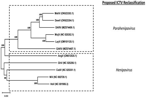 Phylogenetic relationships of the 11 characterized henipaviruses in ...