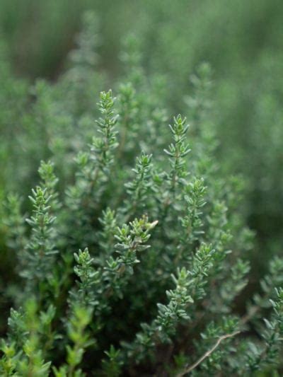 Aprenda A Cultivar Hierbas De Tomillo En El Jardín Eljardin