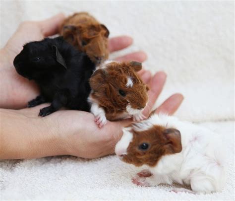 206 best images about Guinea Pig Babies on Pinterest