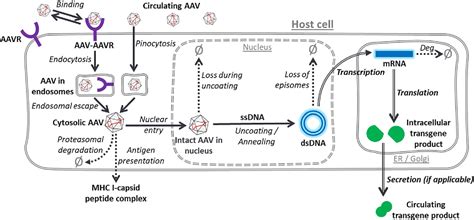 Figure 1 From PK PD And Bioanalytical Considerations Of AAV Based Gene