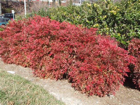 Nandina domestica 'Gulf Stream' (Compact Heavenly Bamboo, Gulf Stream ...