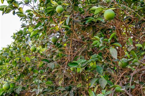 Destina Agricultura Recursos Para Proteger Citricultura Nacional De