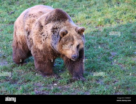 European Brown Bear Stock Photo - Alamy