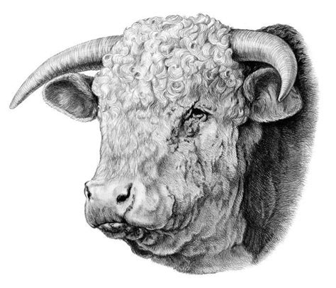 Hereford Cattle Drawing Google Search Hereford Cattle Pencil