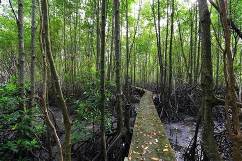 Mangrove Swamp Stock Photos, Images and Backgrounds for Free Download