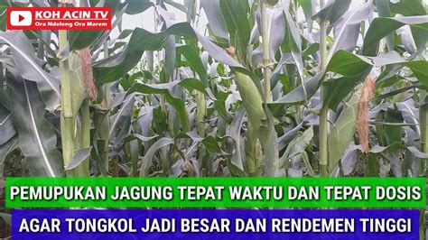 LAKUKAN PEMUPUKAN JAGUNG TEPAT WAKTU DAN TEPAT DOSIS AGAR TONGKOL JADI