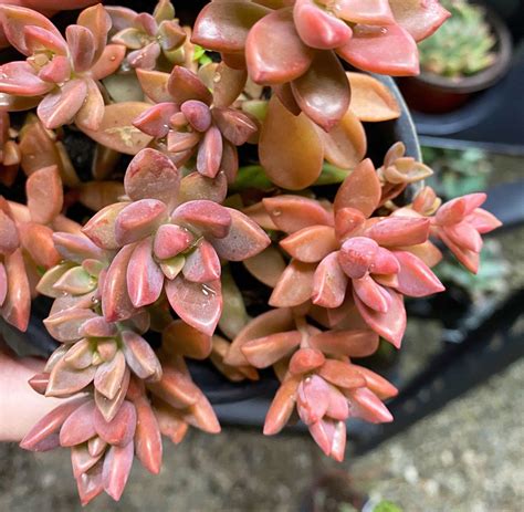 Graptosedum Succulent Vera Higgins X Alpenglow Hybrid Pink Etsy