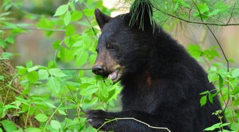 Top 5 Places To See Black Bears In The Smoky Mountains In 2023 Black