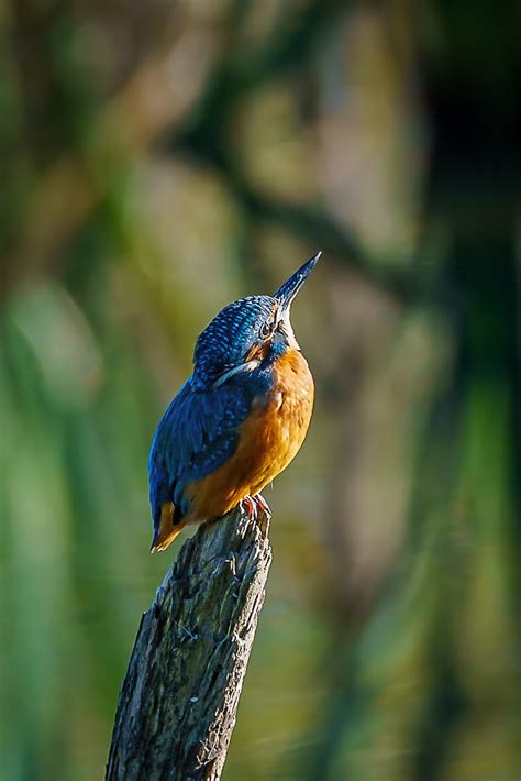 Kingfisher Pennington Flash Edmondson Hide Colin Ball Flickr